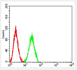CCR10 Antibody