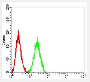 CCR10 antibody