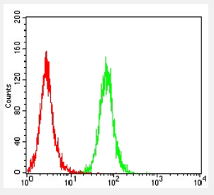 CCR10 Antibody