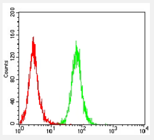 CCR10 antibody