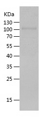 Human MPO protein