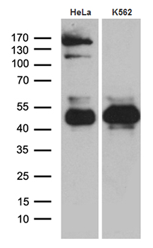 TSC22 domain family, member 4 (TSC22D4) antibody