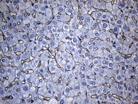 TM4SF2 Antibody