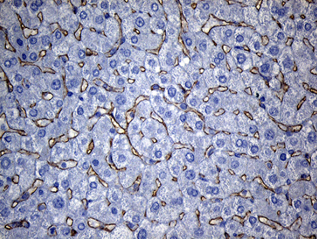 TM4SF2 (TSPAN7) antibody