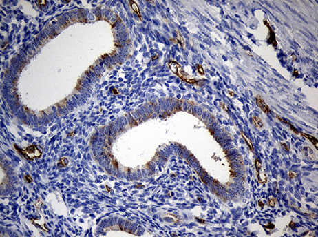TM4SF2 Antibody