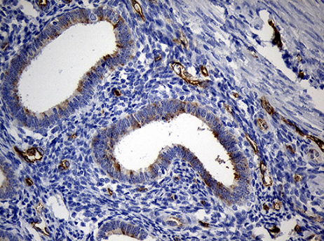 TM4SF2 (TSPAN7) antibody