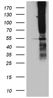 TM4SF2 Antibody