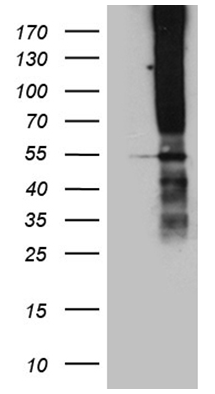 TM4SF2 (TSPAN7) antibody