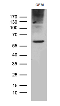 TM4SF2 (TSPAN7) antibody