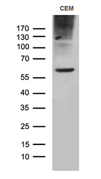 TM4SF2 Antibody