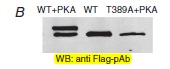 DDK (FLAG) antibody