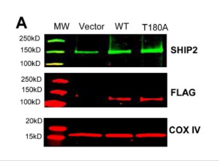 DDK (FLAG) Antibody