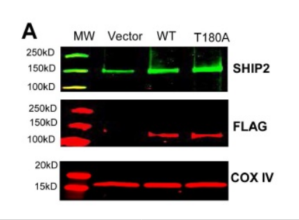 DDK (FLAG) antibody