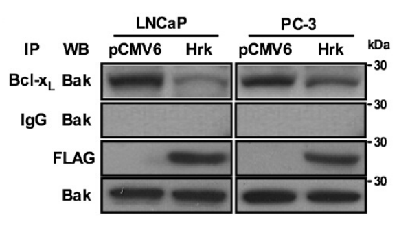 DDK (FLAG) Antibody