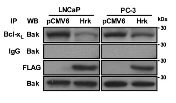 DDK (FLAG) antibody