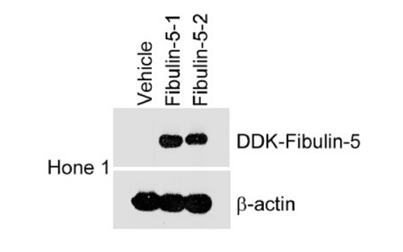 DDK (FLAG) antibody