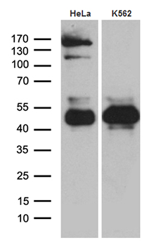 TSC22 domain family, member 4 Antibody