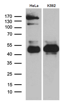 TSC22 domain family, member 4 (TSC22D4) antibody