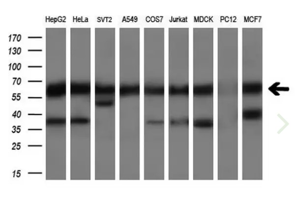 CLU Antibody