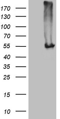 NARS2 Antibody