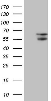 NARS2 Antibody