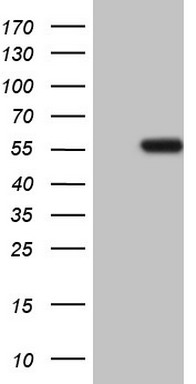 NARS2 Antibody