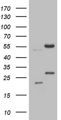 NARS2 Antibody