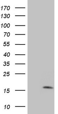 MGP Antibody