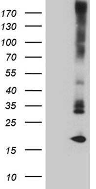 MGP Antibody
