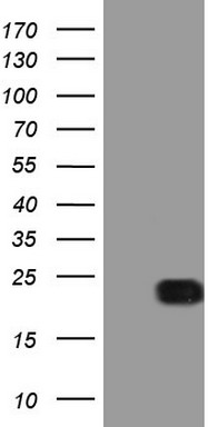 RHOC Antibody