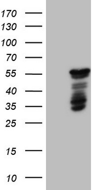 SHARP1 Antibody