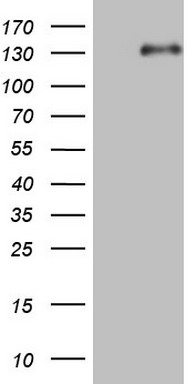 Lipin 1 Antibody