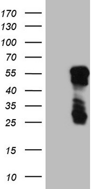 SHARP1 Antibody