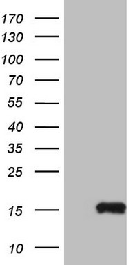 MGP Antibody