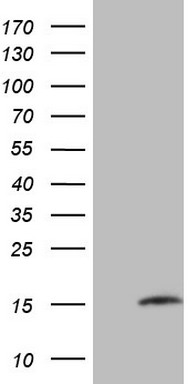 MGP Antibody