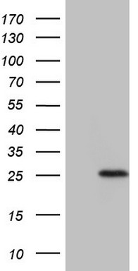 TNFRSF18 Antibody