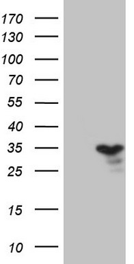 TNFRSF18 Antibody