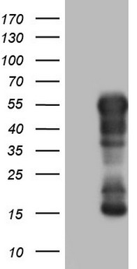 SHARP1 Antibody