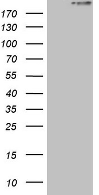 STAB2 Antibody