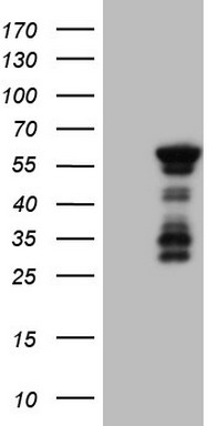 SHARP1 Antibody