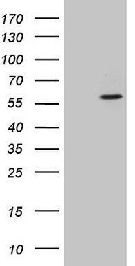 CSNK1G1 Antibody