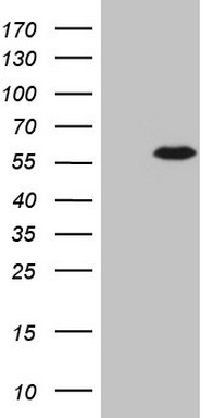 CSNK1G1 Antibody