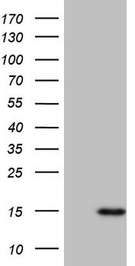 CCL5 Antibody