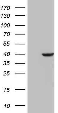 PCBP1 Antibody