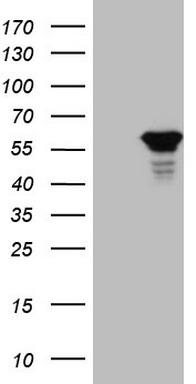 SHARP1 Antibody
