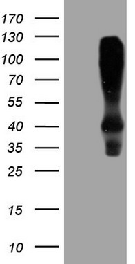 HOMER2 Antibody