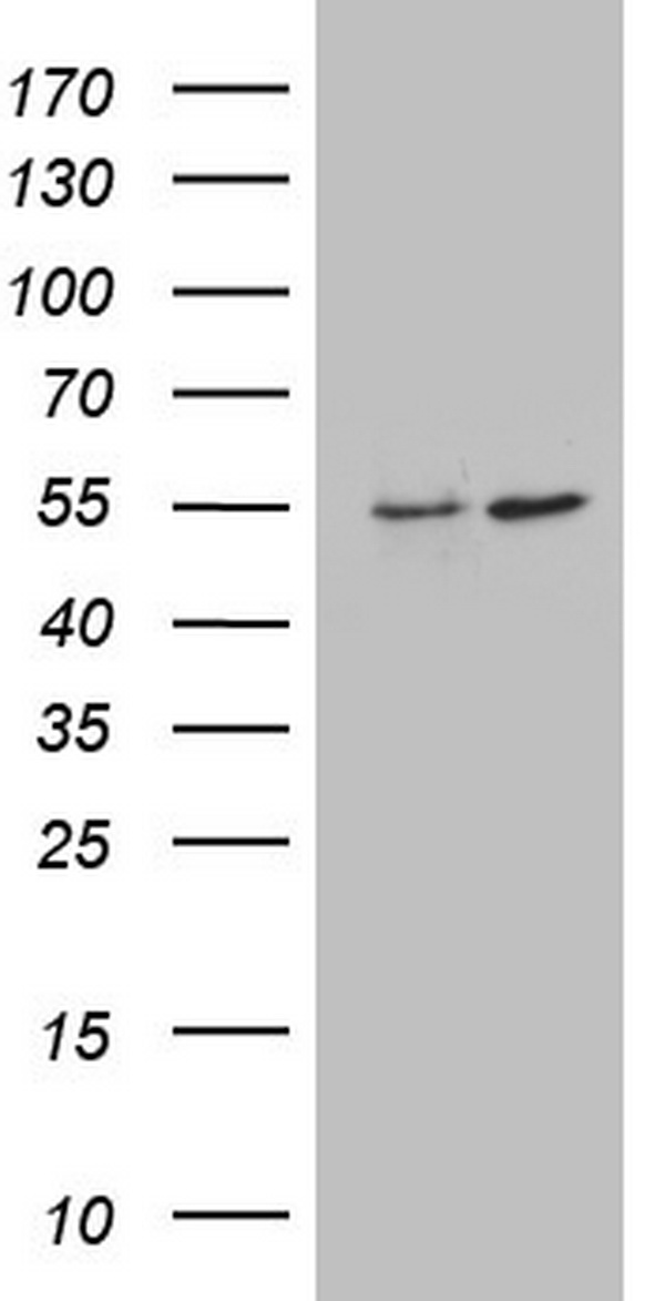 ANGPTL1 Antibody