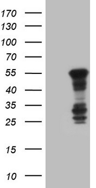 BHLHE41 Antibody