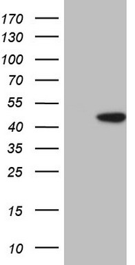 PCBP1 Antibody