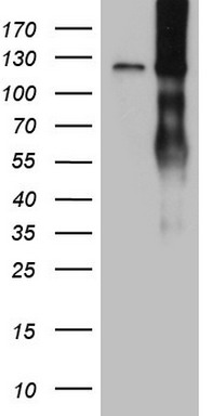 LPIN1 Antibody